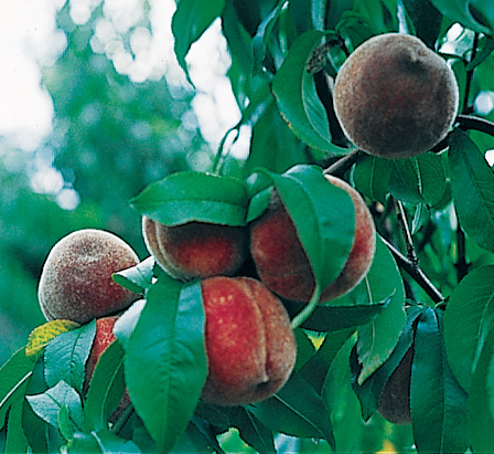 Peach Washington State